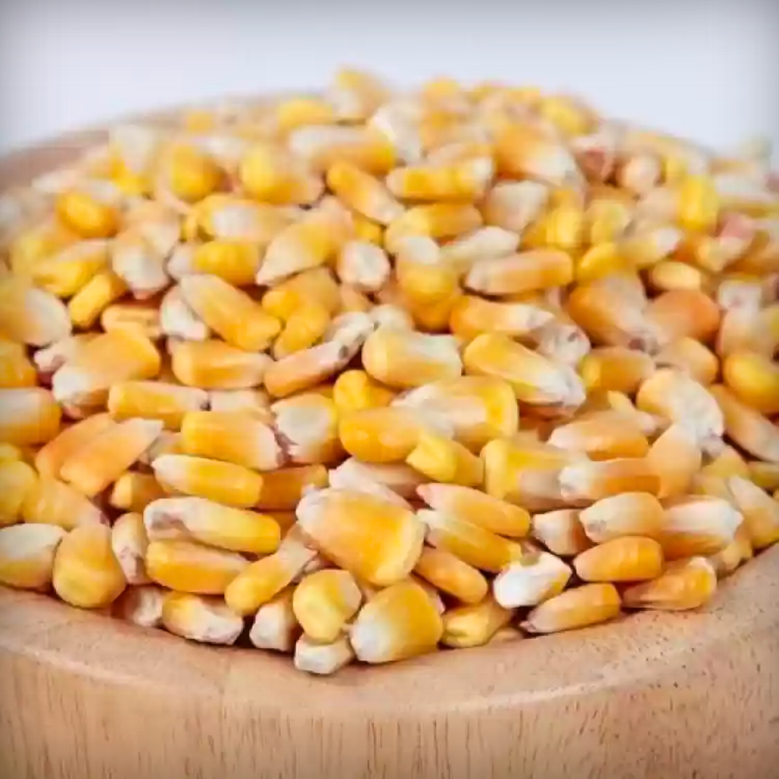 Baby Corn Seeds - 20 Seeds