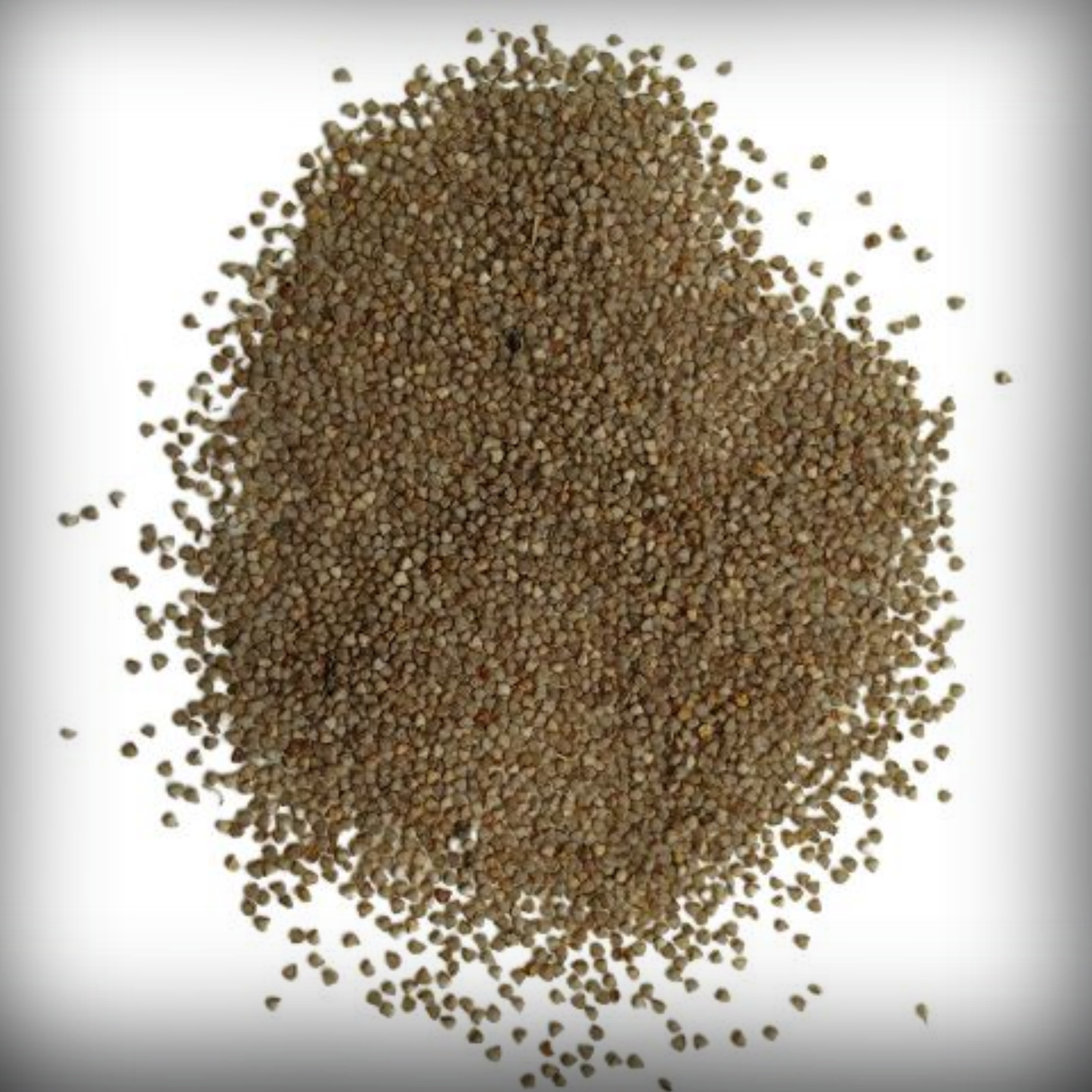 Mesembryanthemum Seeds - 50 Seeds