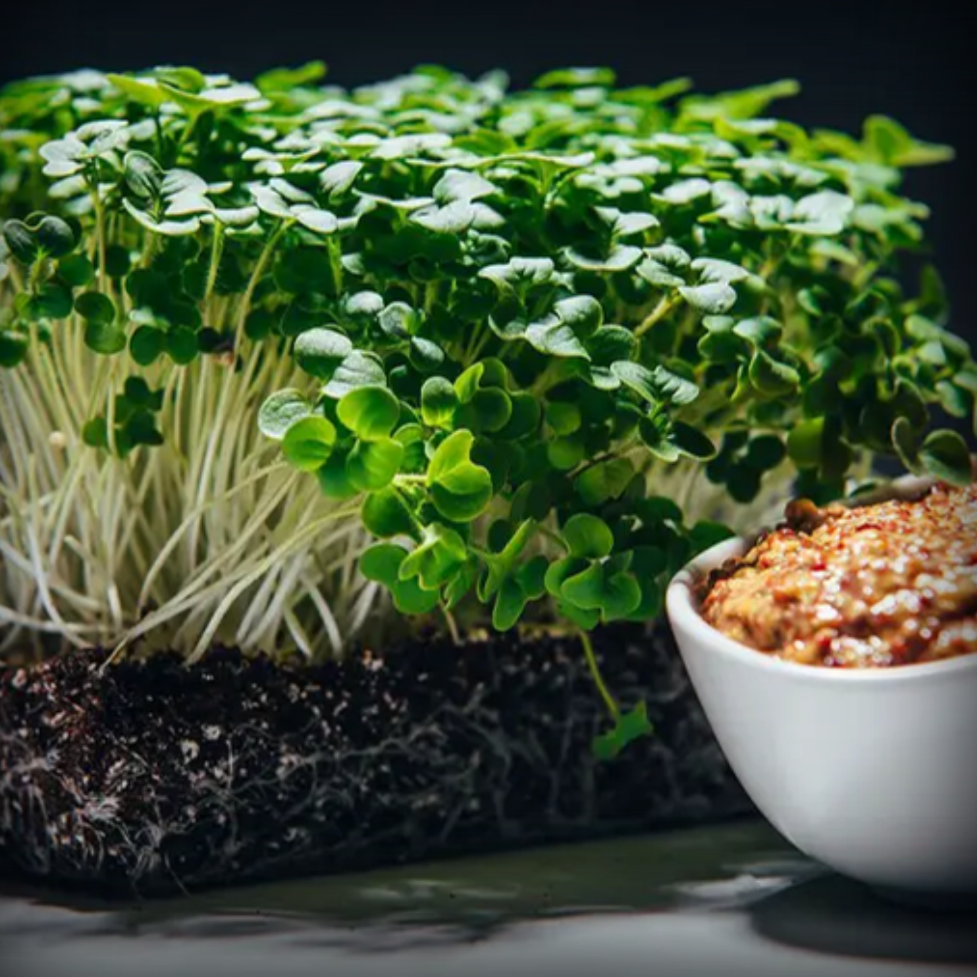 Mustard Microgreen Seeds – 50g