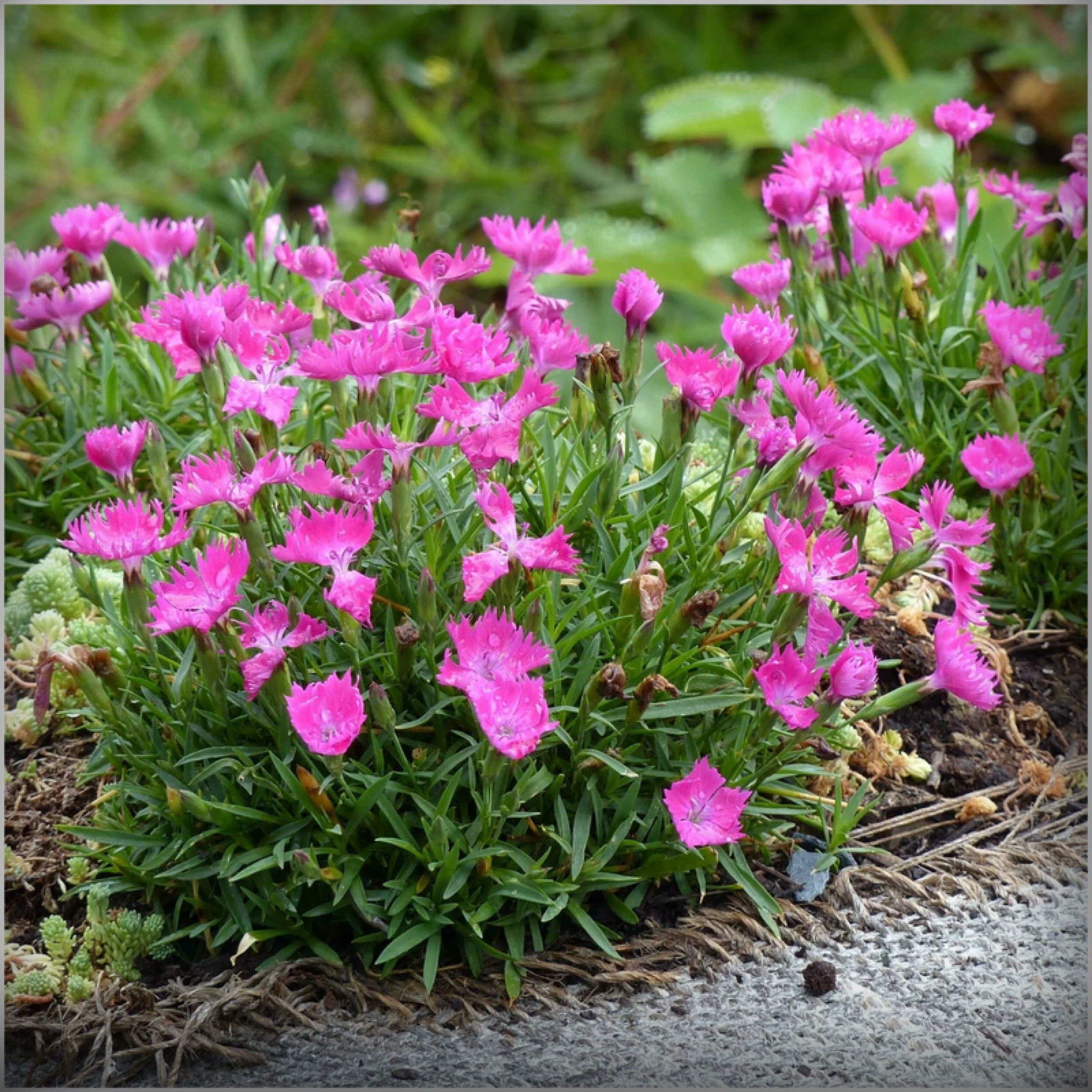Dianthus Seeds - 50 Seeds