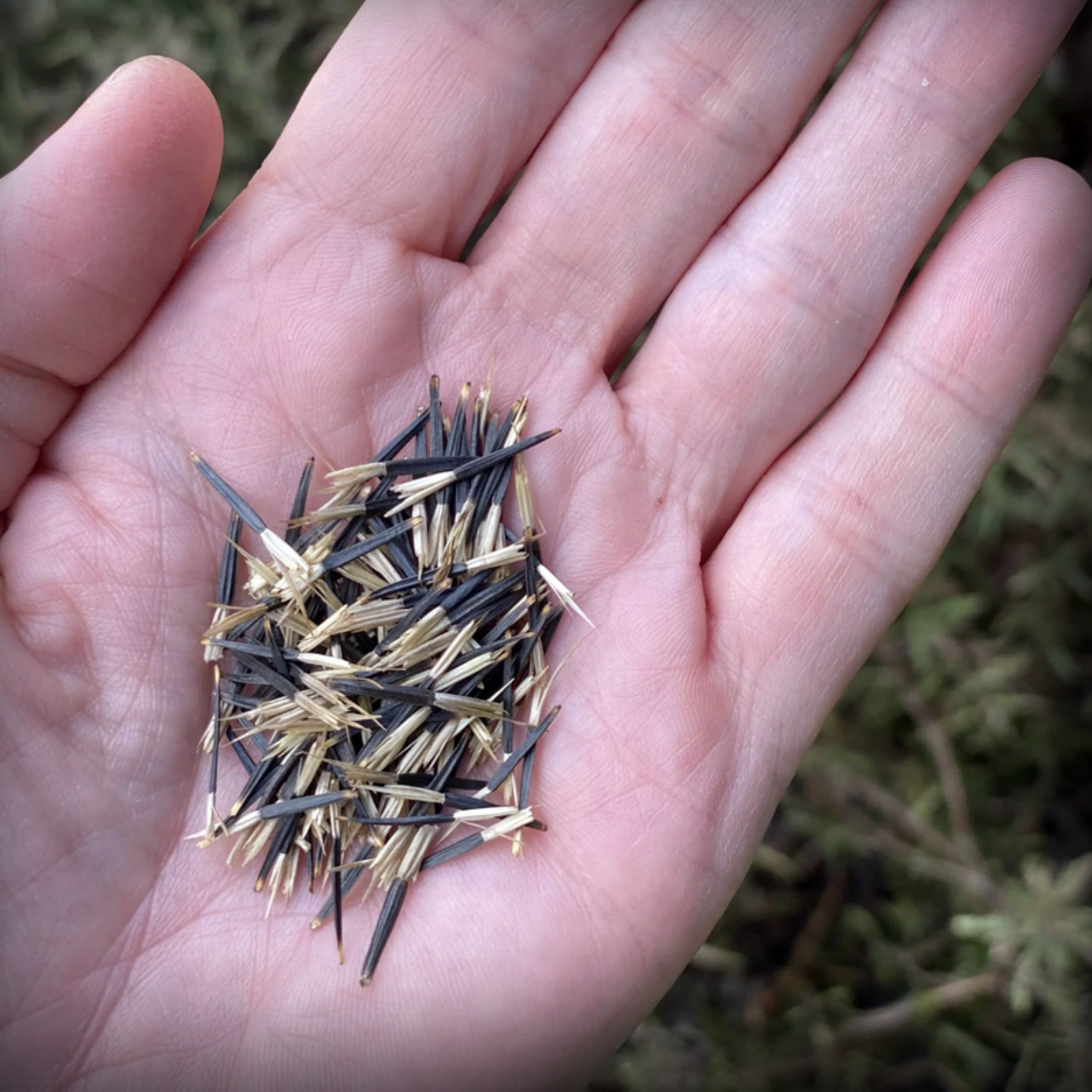 Marigold Yellow Seeds - 50 Seeds