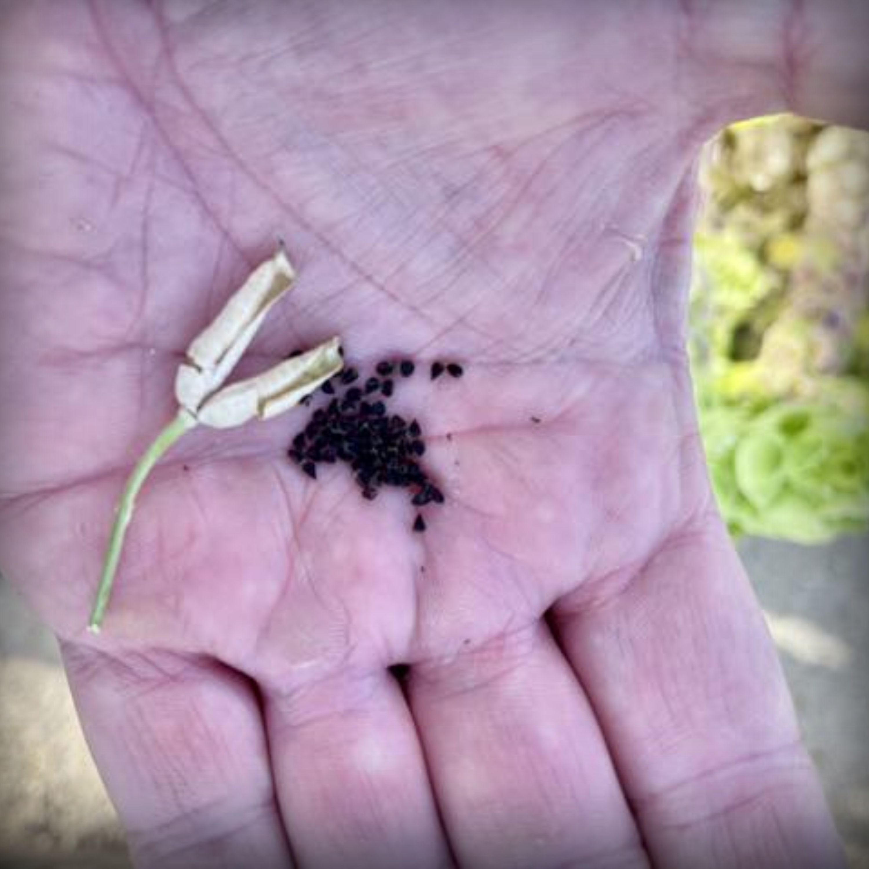 Delphinium Seeds - 50 Seeds