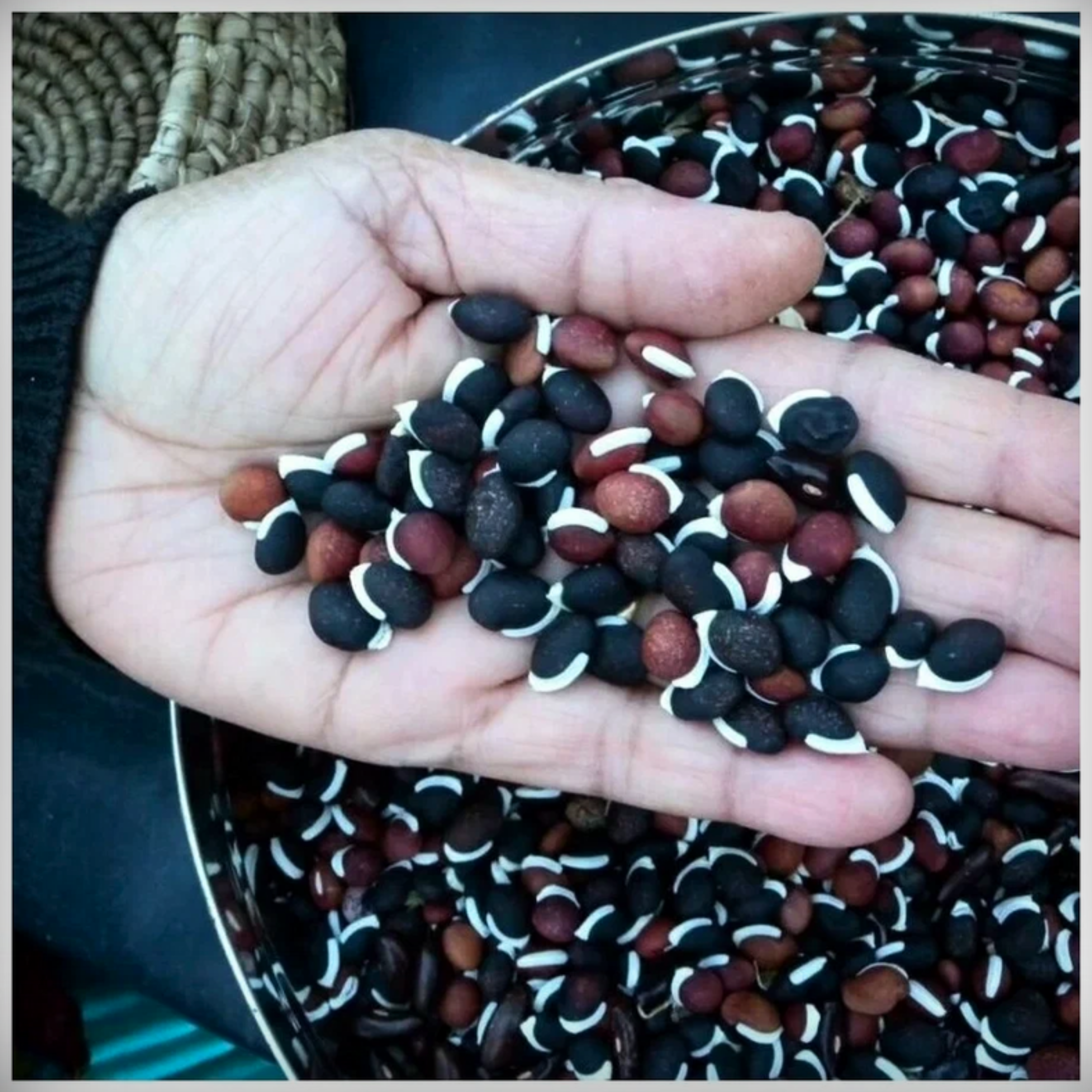 Hybrid Dolichos Beans Seeds