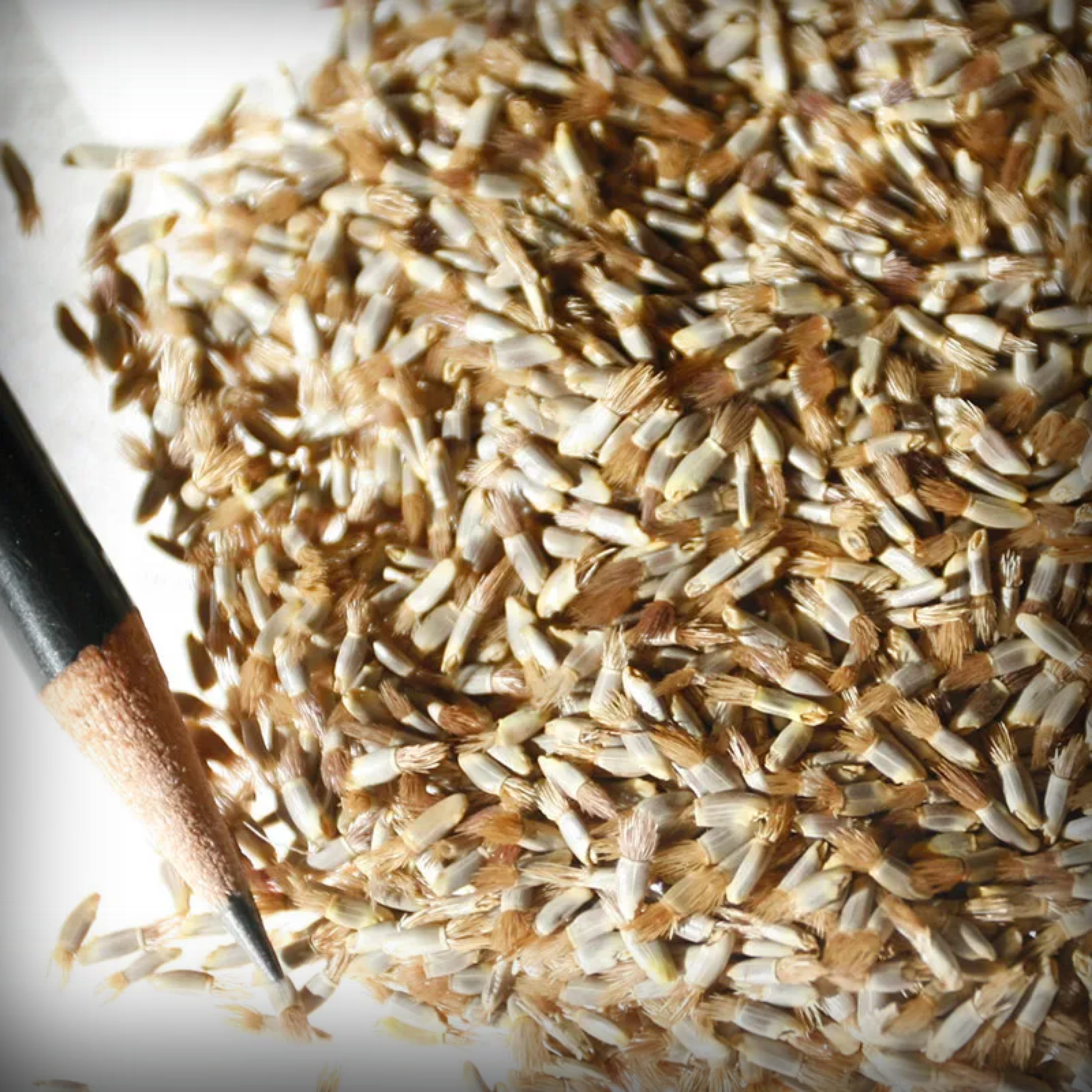 Cornflower Seed - 50 Seeds