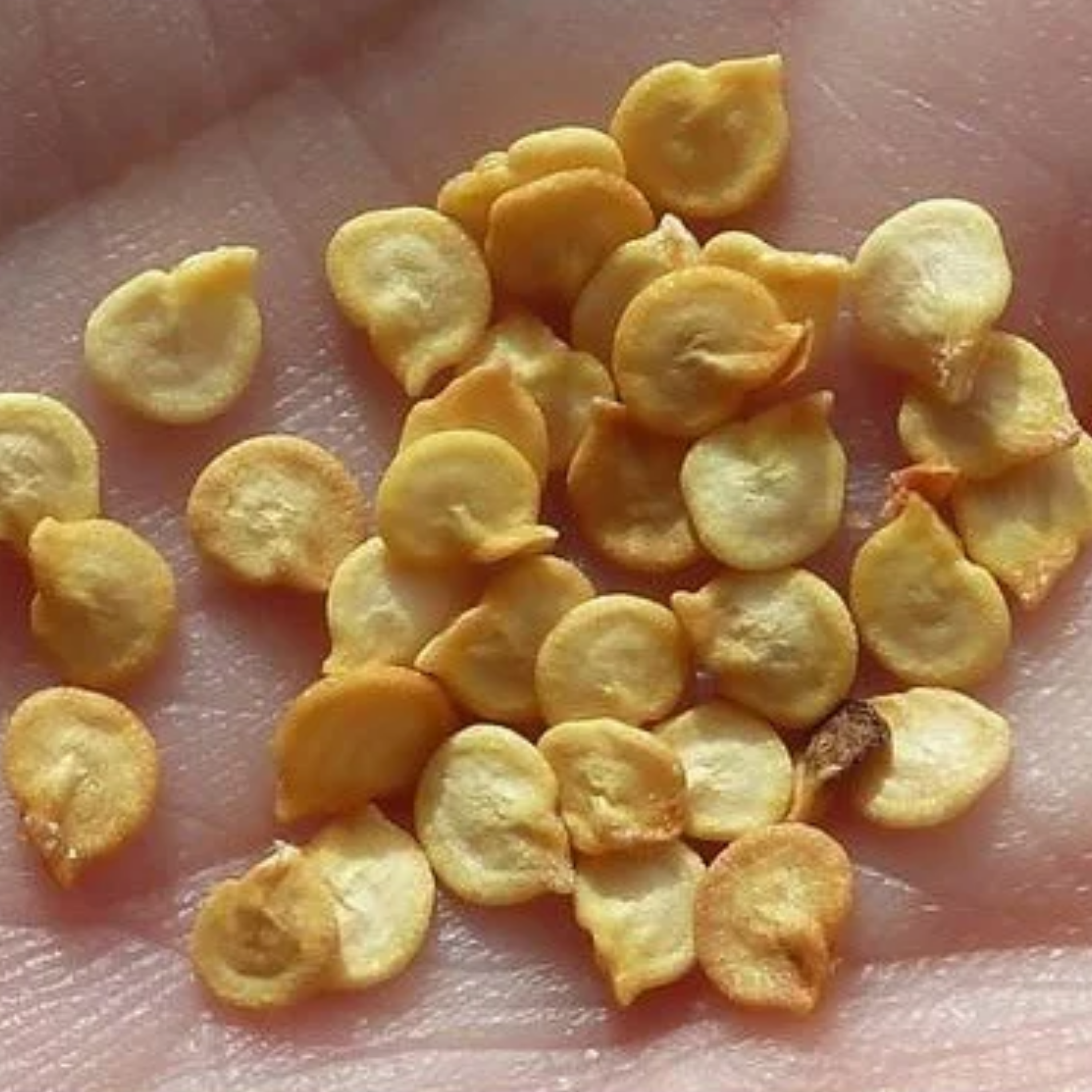 Capsicum Green Seeds - 20 Seeds