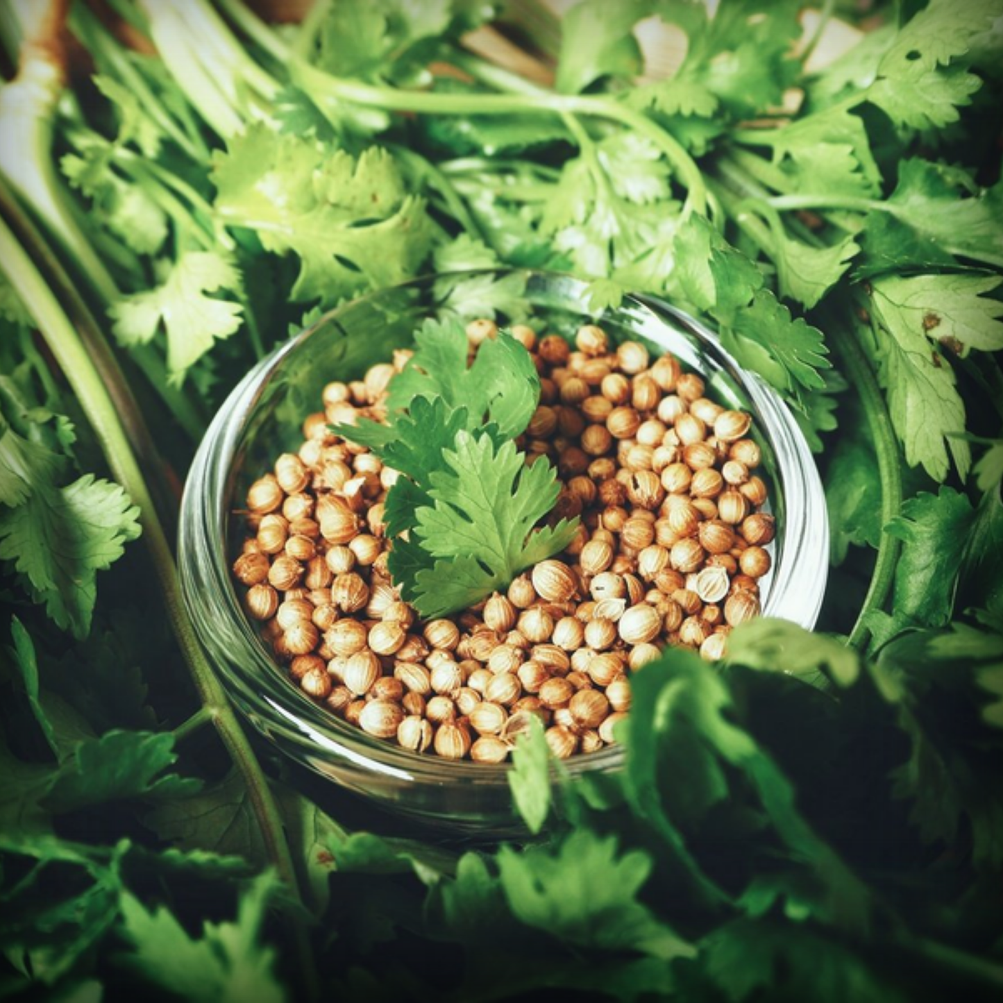 Coriander Microgreen Seeds – 50g