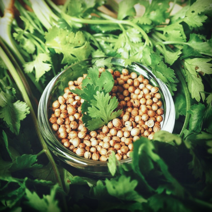 Coriander Microgreen Seeds – 50g