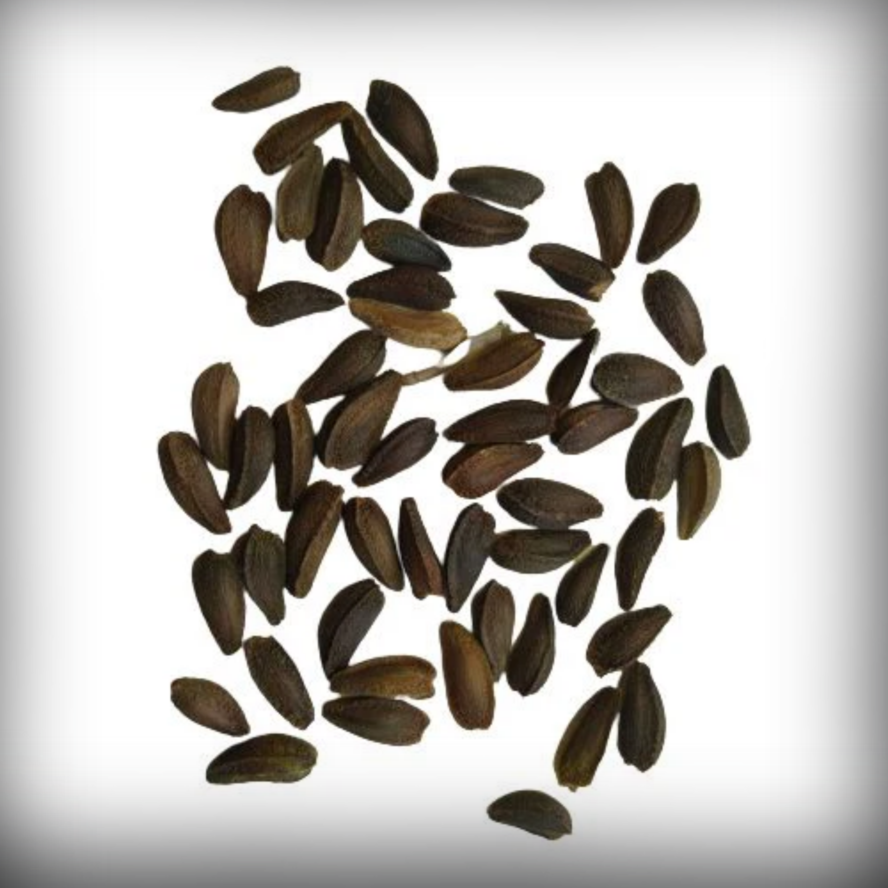 Dimorphoteca Seeds - 20 Seeds