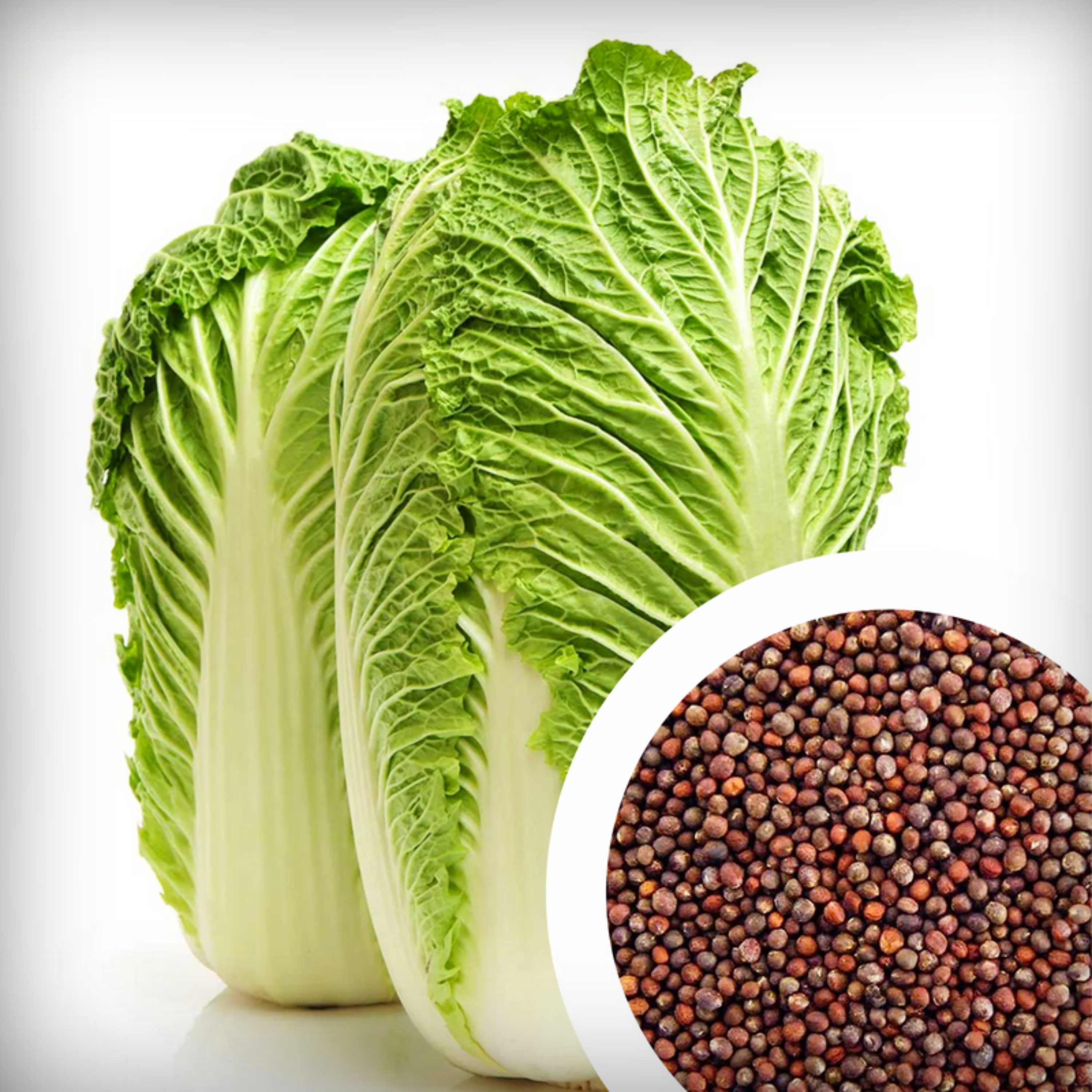 Hybrid Chinese Cabbage Seeds - 20 Seeds