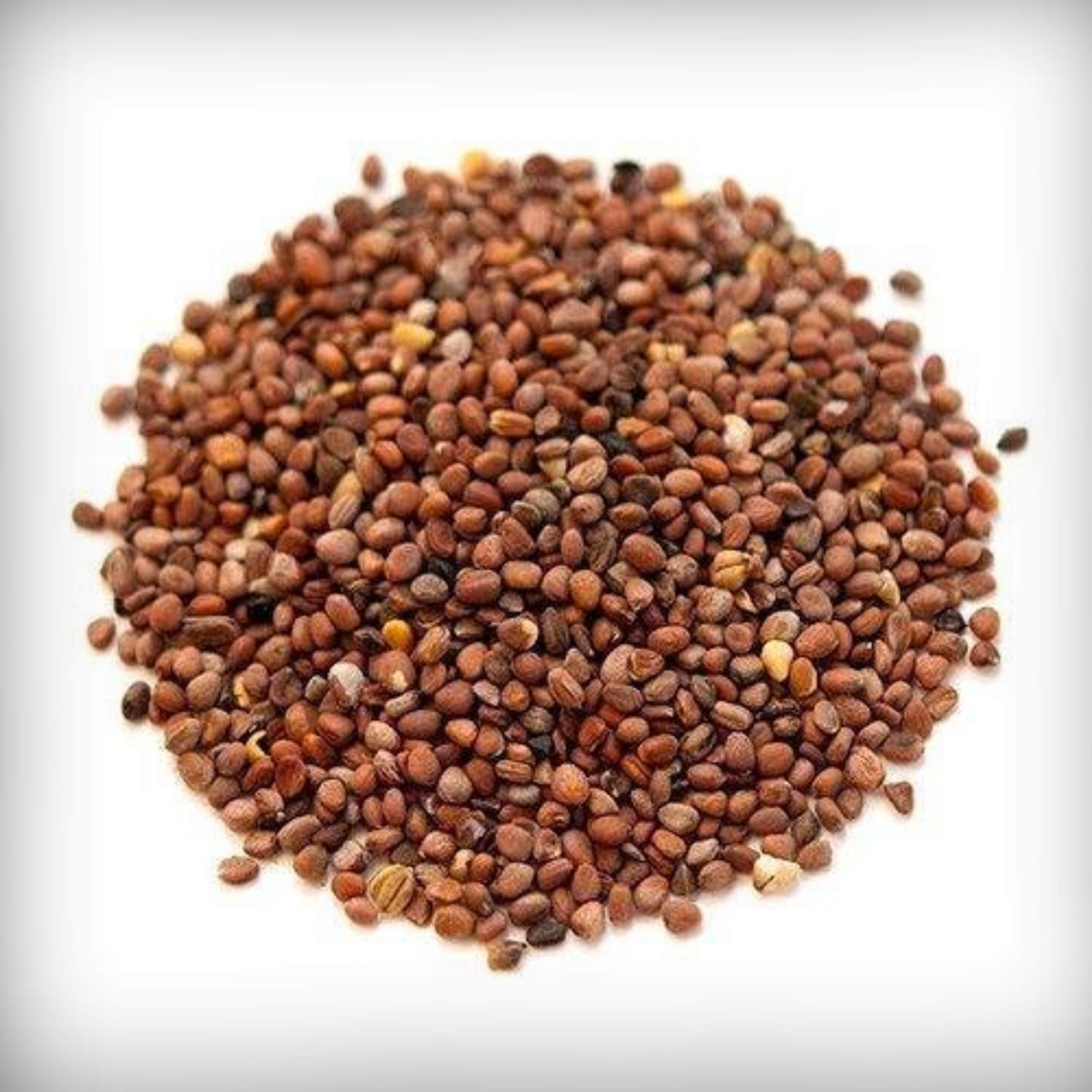 Hybrid Radish White Seeds - 100 Seeds