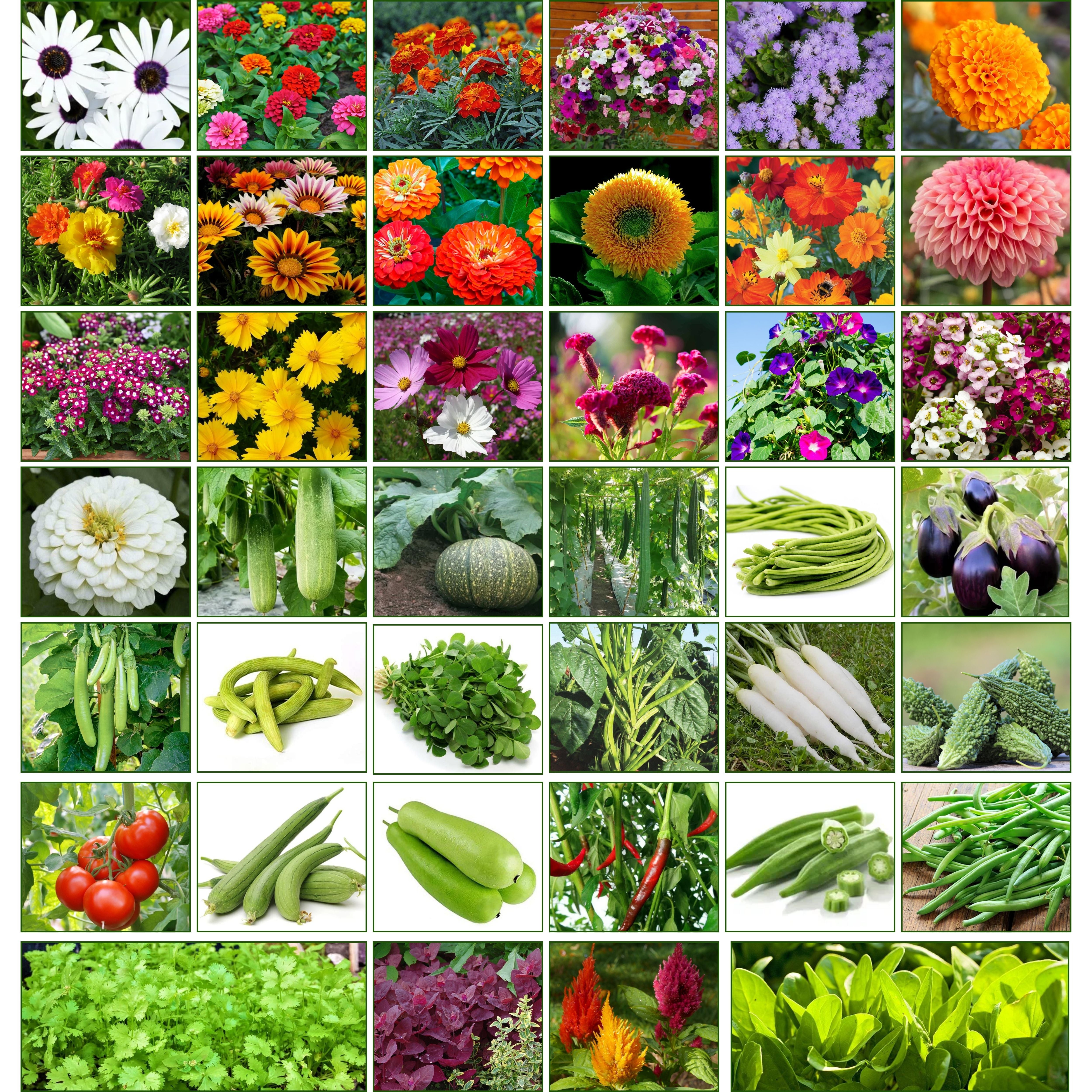 Mix Combo Pack of Vegetable & Flower Seeds | Perfect for Your Home Garden
