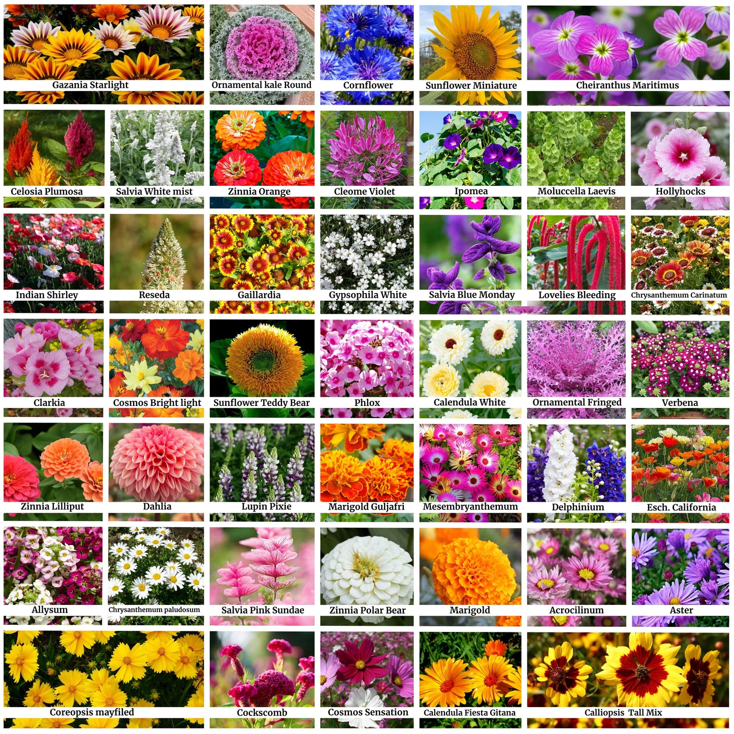 45 Variety of Flower Seeds with Instruction Manual