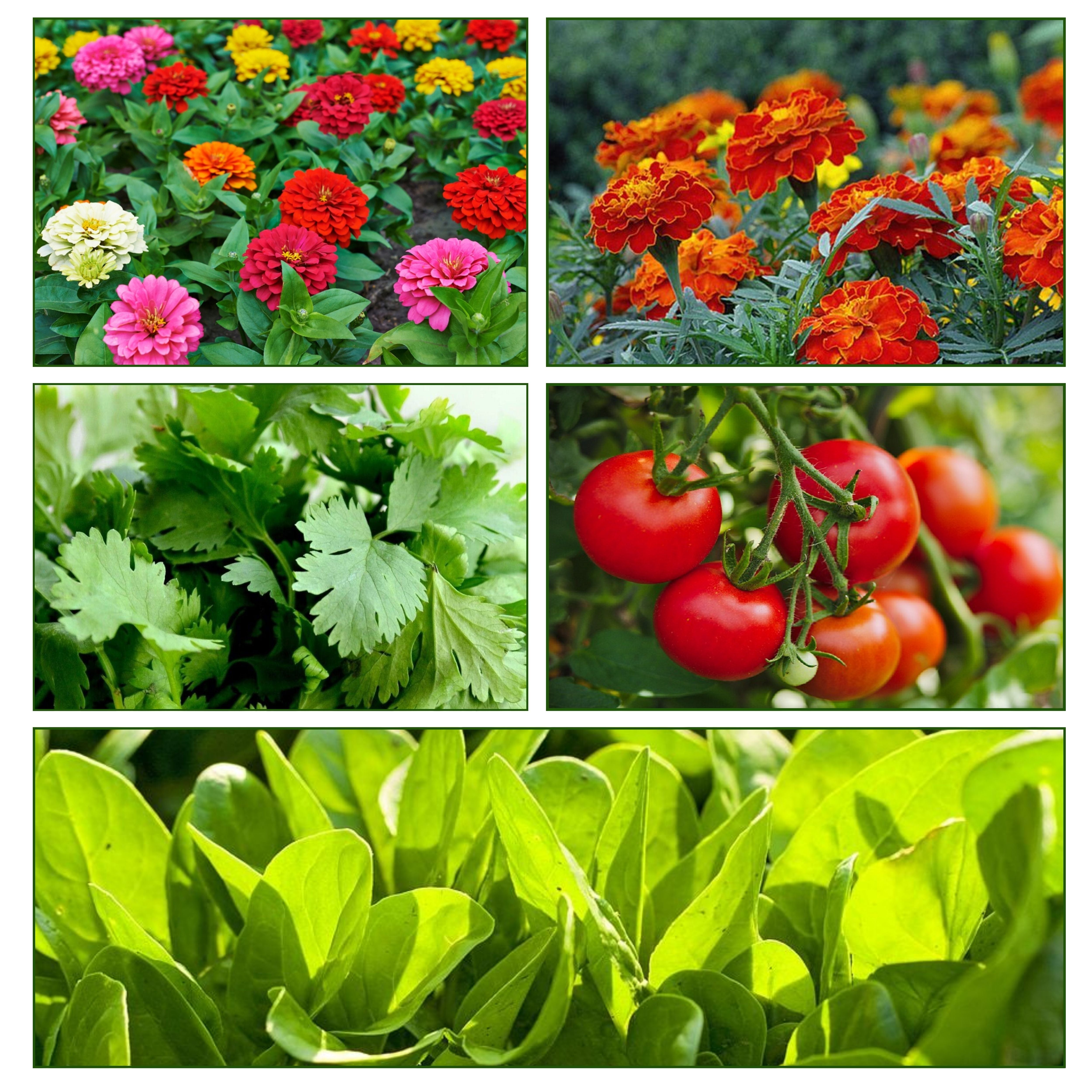 Mix Combo Pack of Vegetable & Flower Seeds | Perfect for Your Home Garden