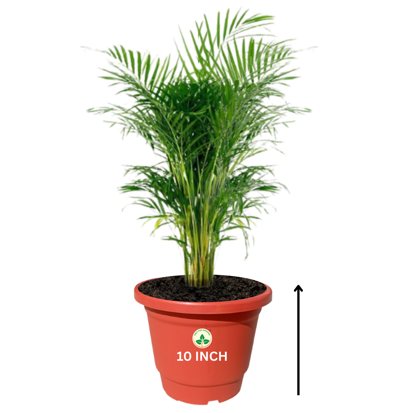 Plastic Pot/Gamla Round 10 Inch - for Indoor Home Decor & Outdoor Balcony Garden