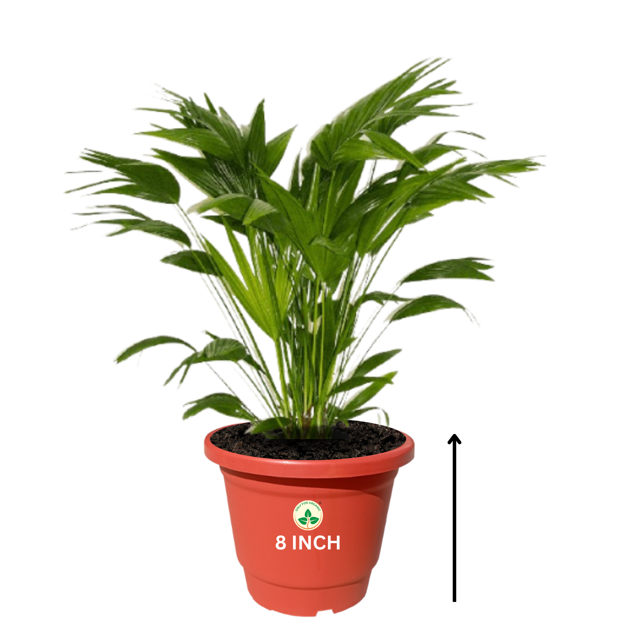 Plastic Pot/Gamla Round 8 Inch - for Indoor Home Decor & Outdoor Balcony Garden