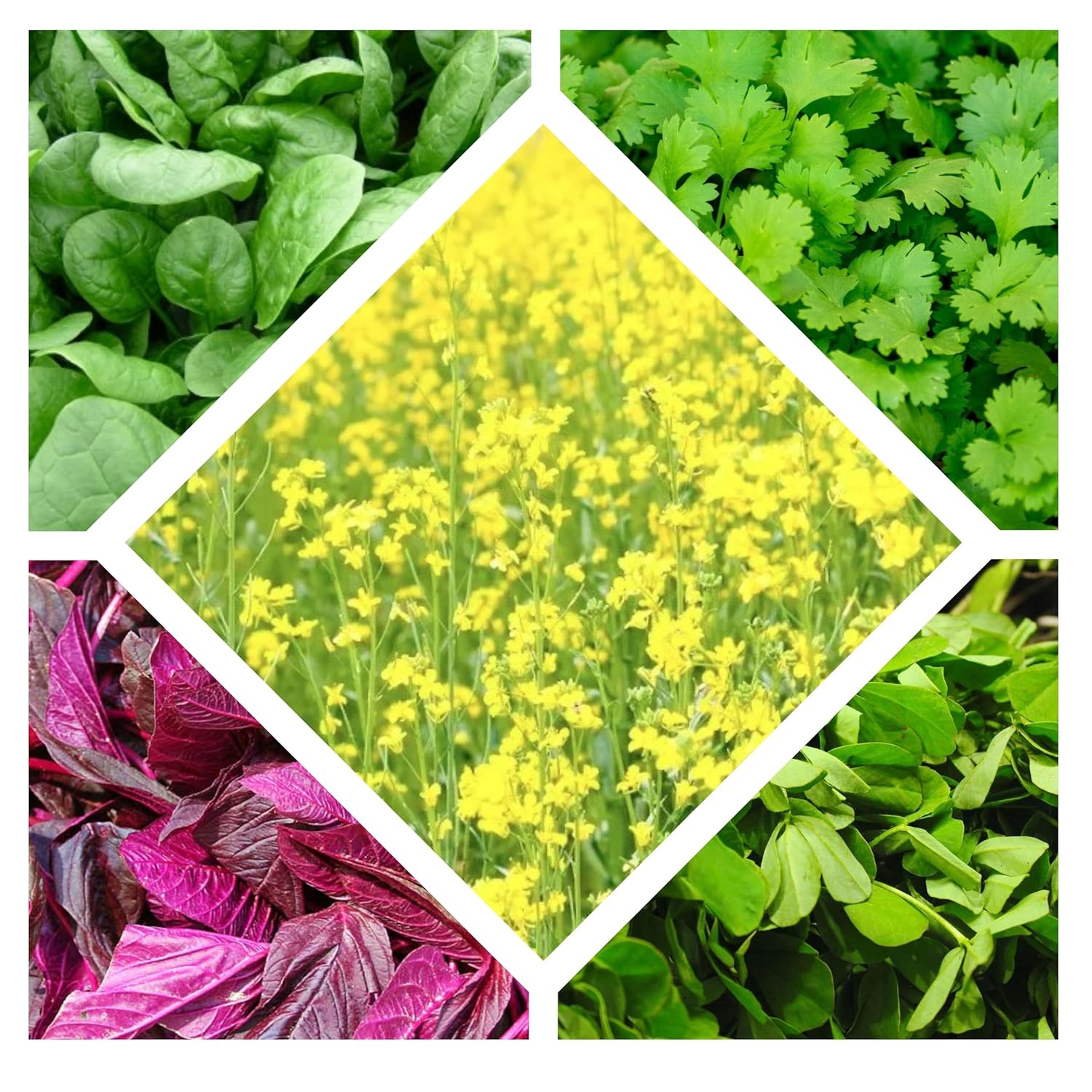 Five Varieties of Leafy Vegetable Seeds