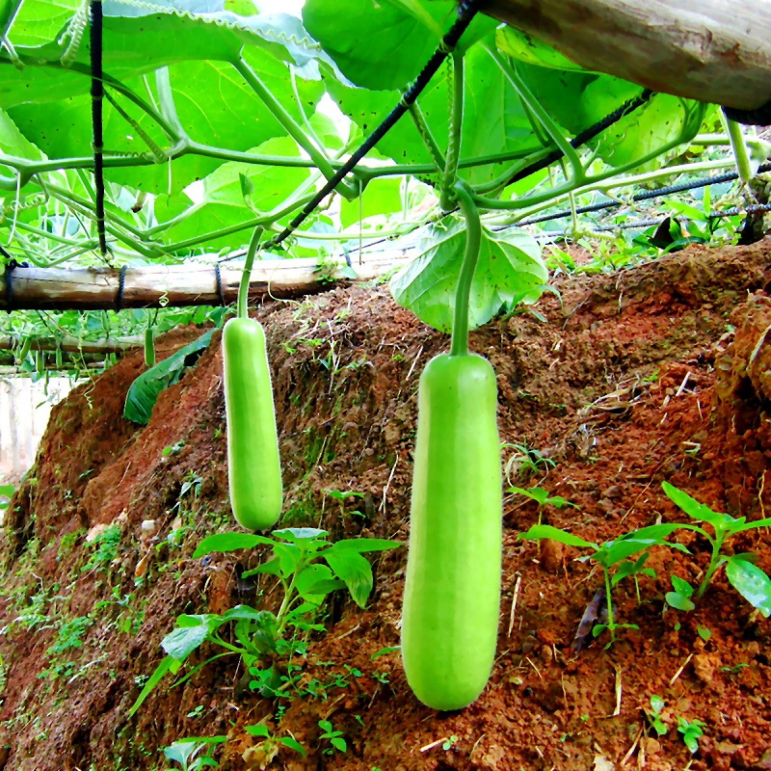 Bottle Gourd Long Seeds - 20 Seeds