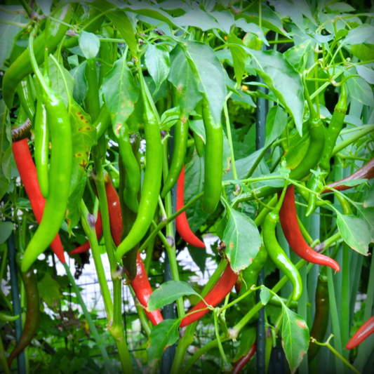 Chilli Seeds - 50 Seeds