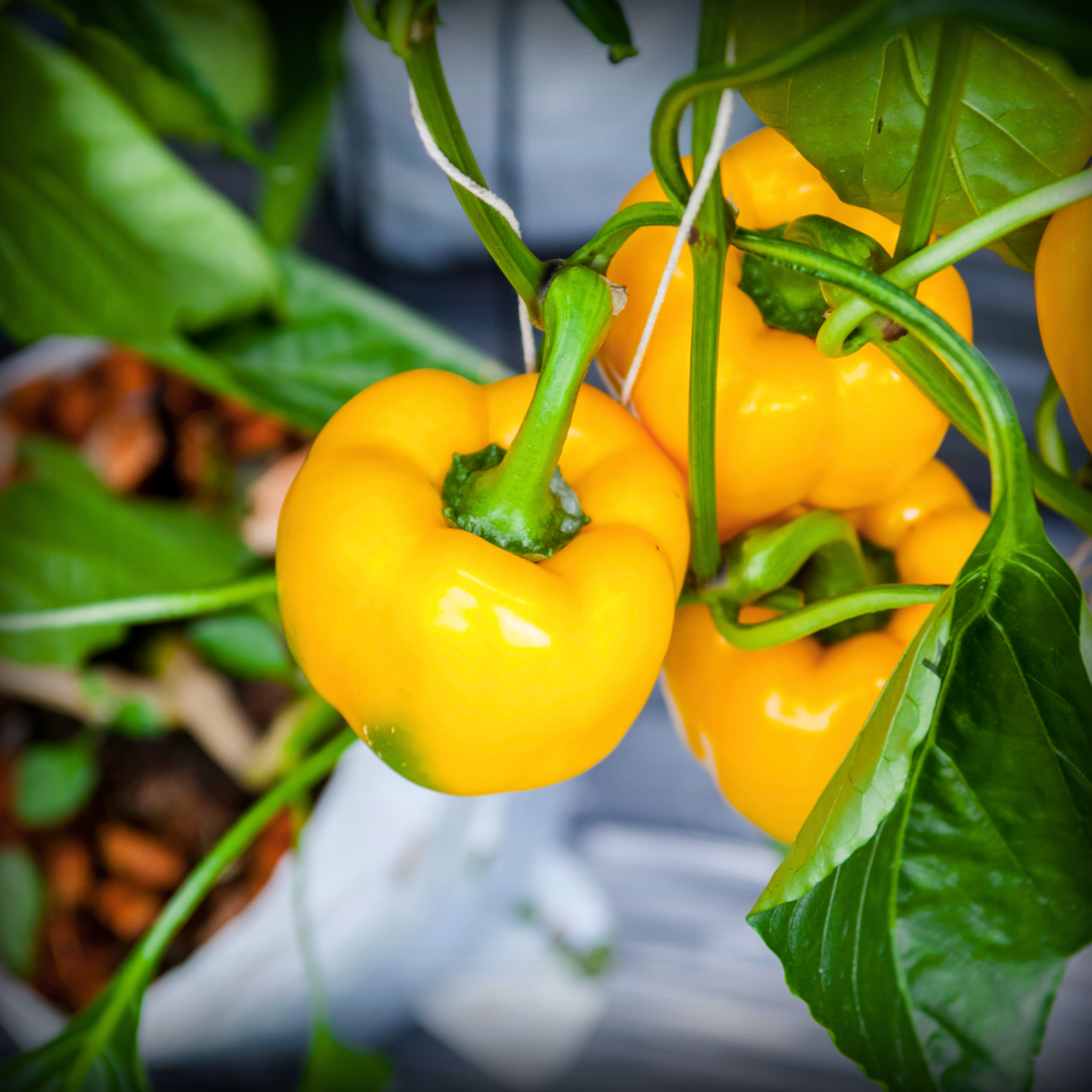 Capsicum yellow Seeds - 20 Seeds