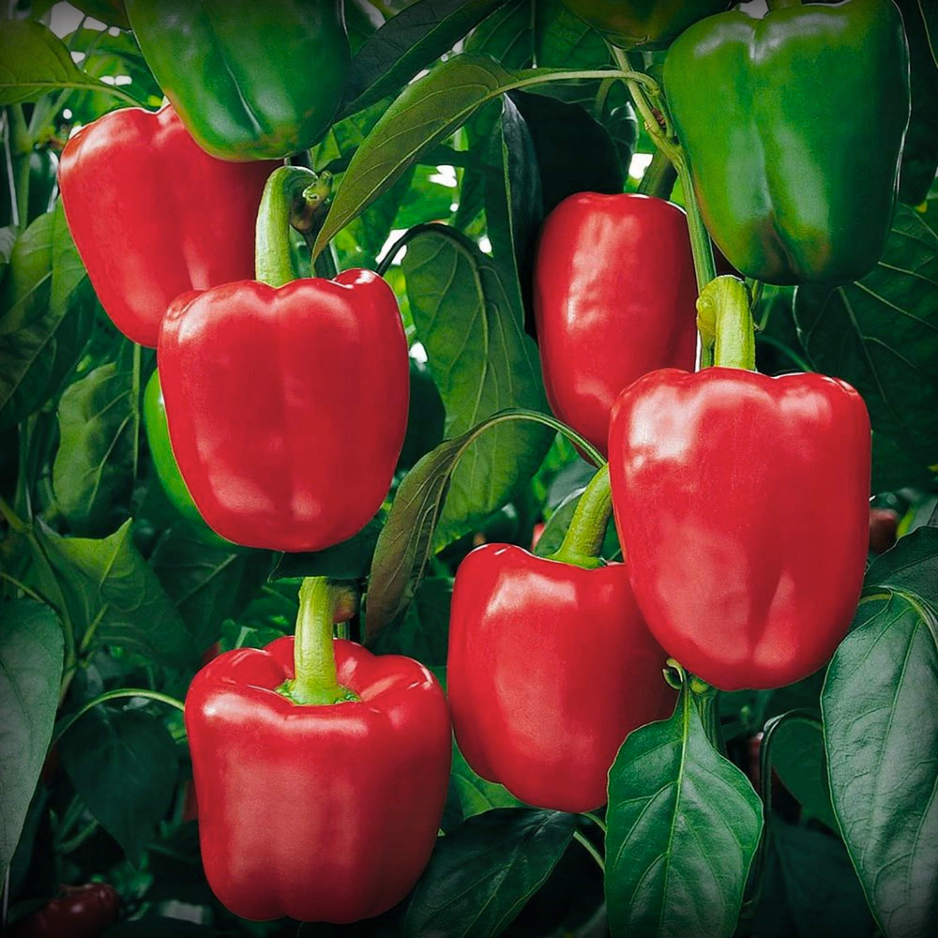 Capsicum Red Seeds - 20 Seeds