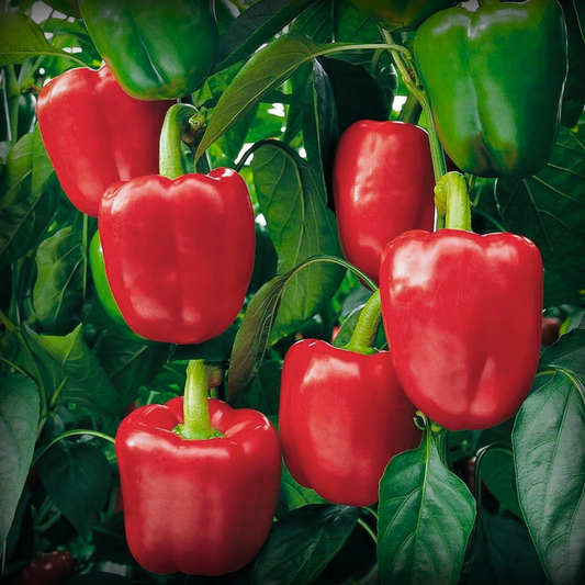 Capsicum Red Seeds - 20 Seeds