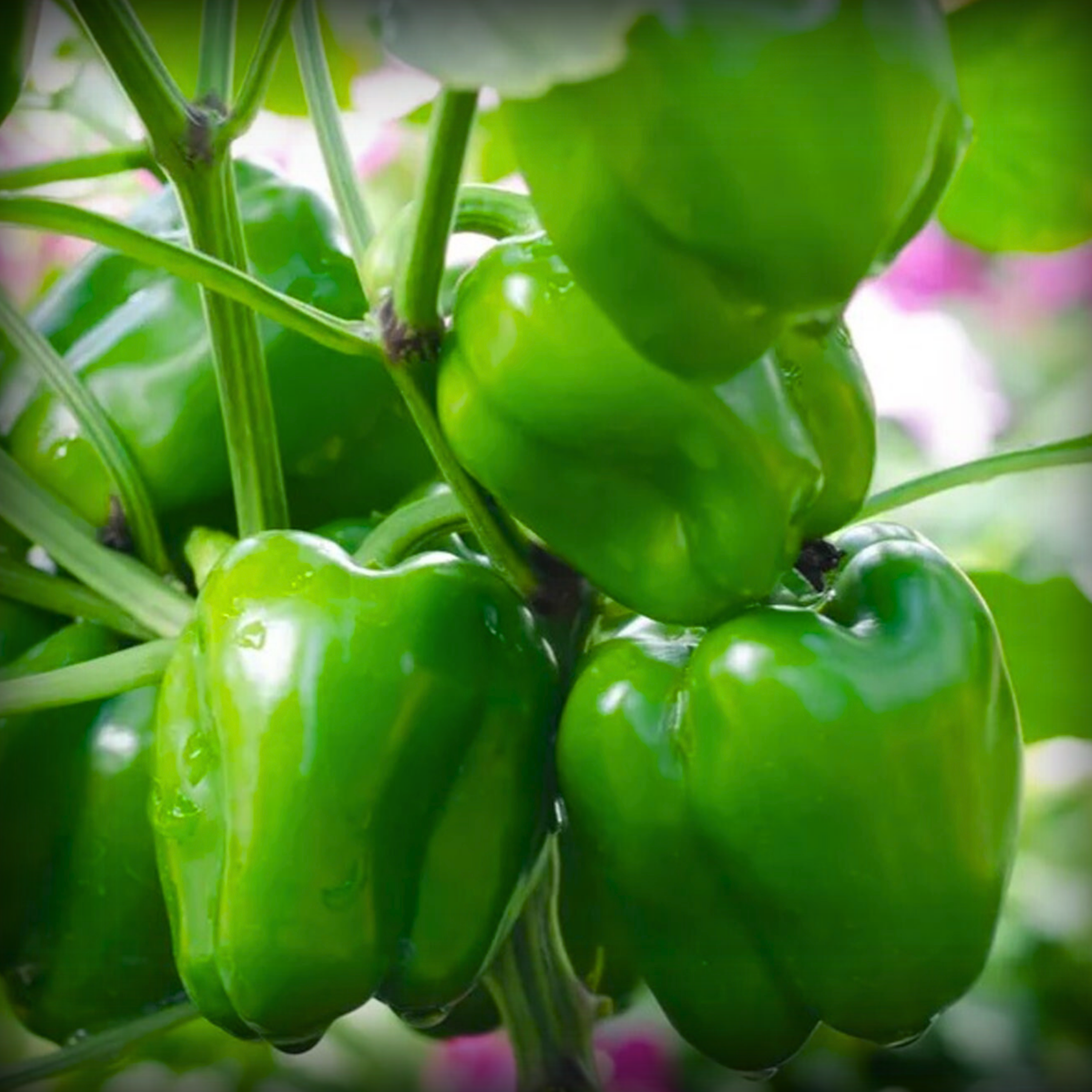 Capsicum Green Seeds - 20 Seeds
