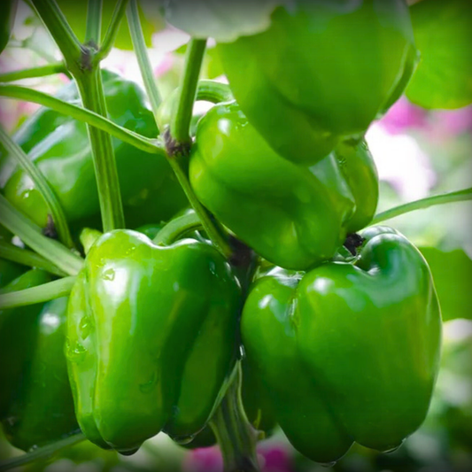 Capsicum Green Seeds - 20 Seeds