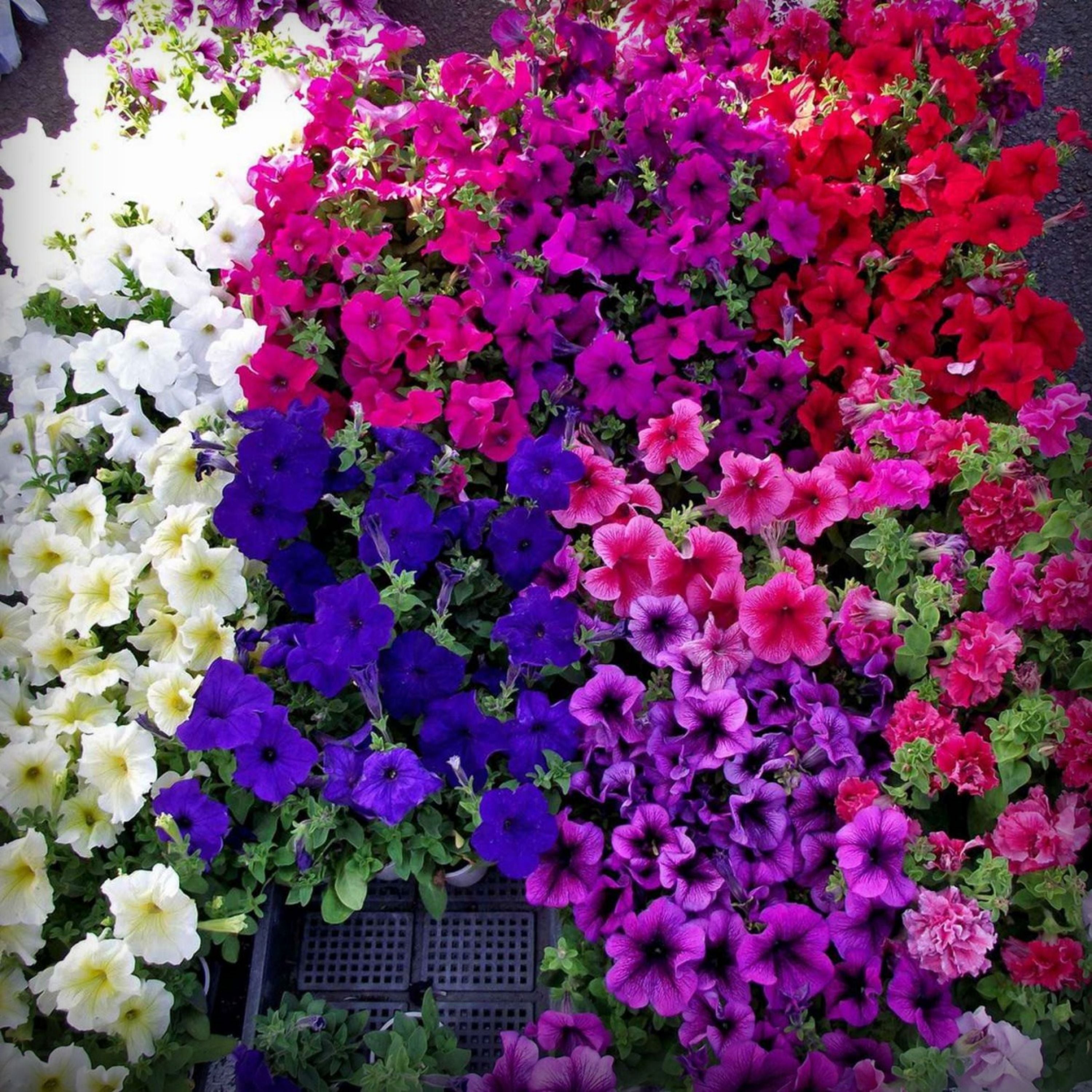Petunia Seeds - 50 Seeds