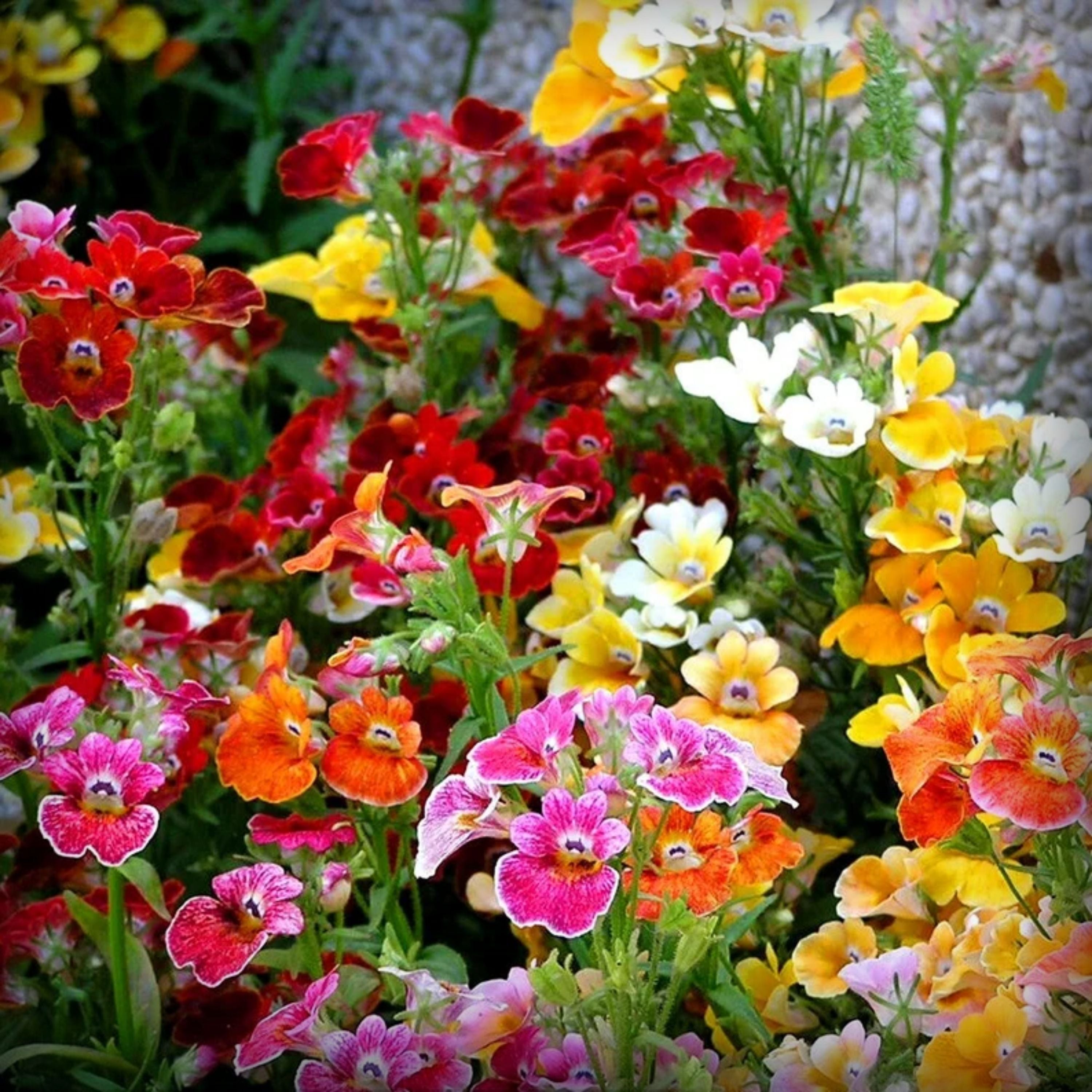 Nemesia Seeds - 50 Seeds