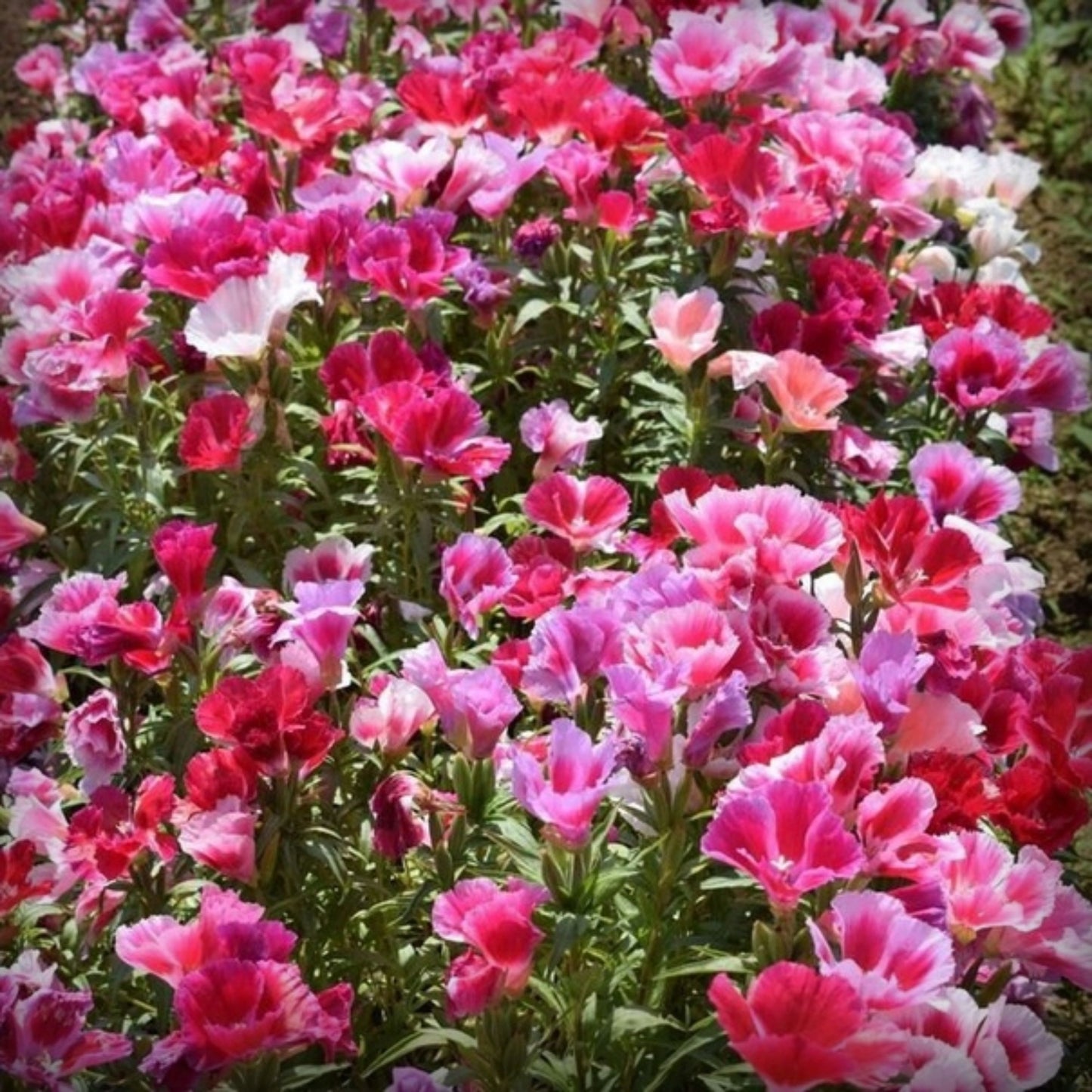 Godetia Seeds - 50 Seeds