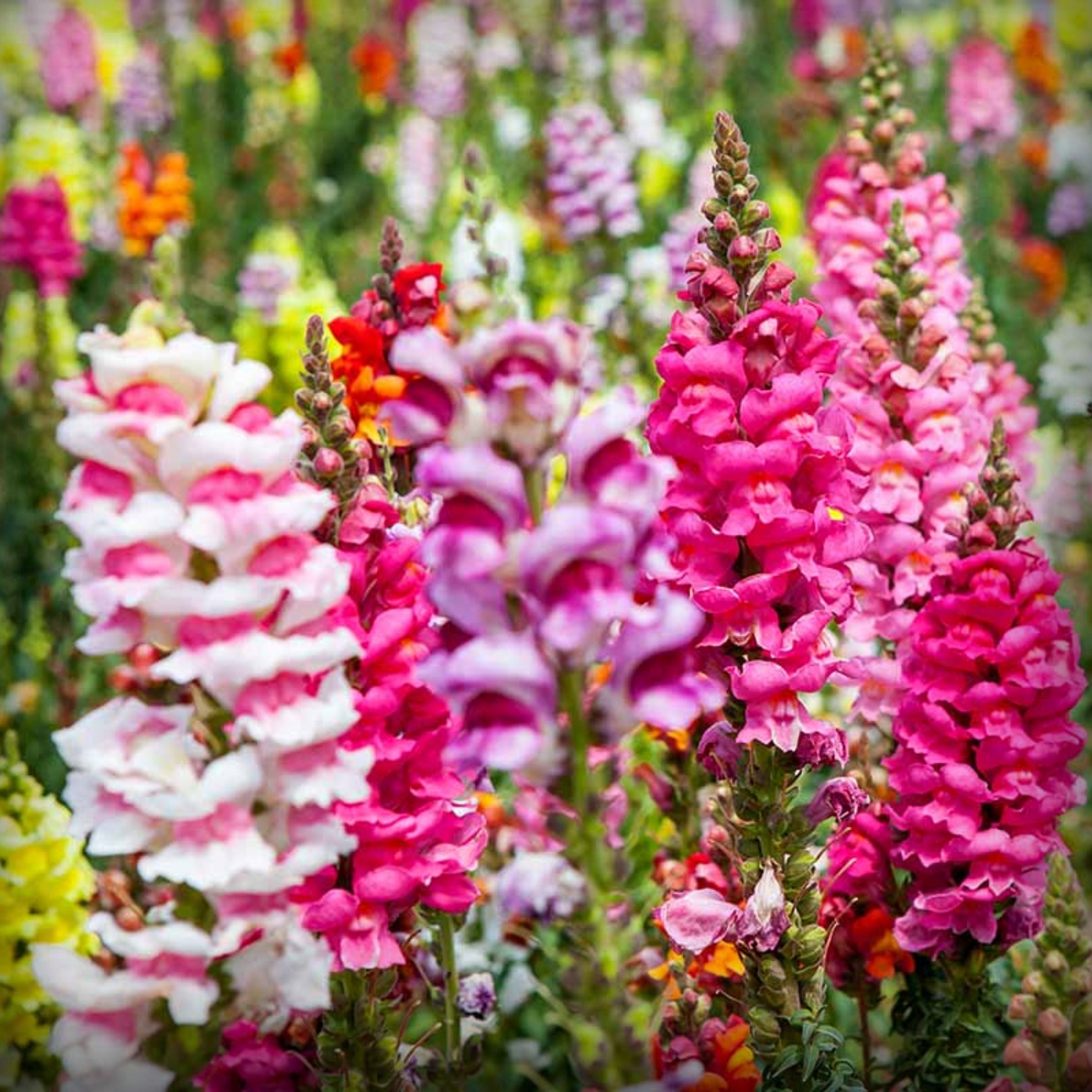 Antirrhinum Seeds - 50 Seeds