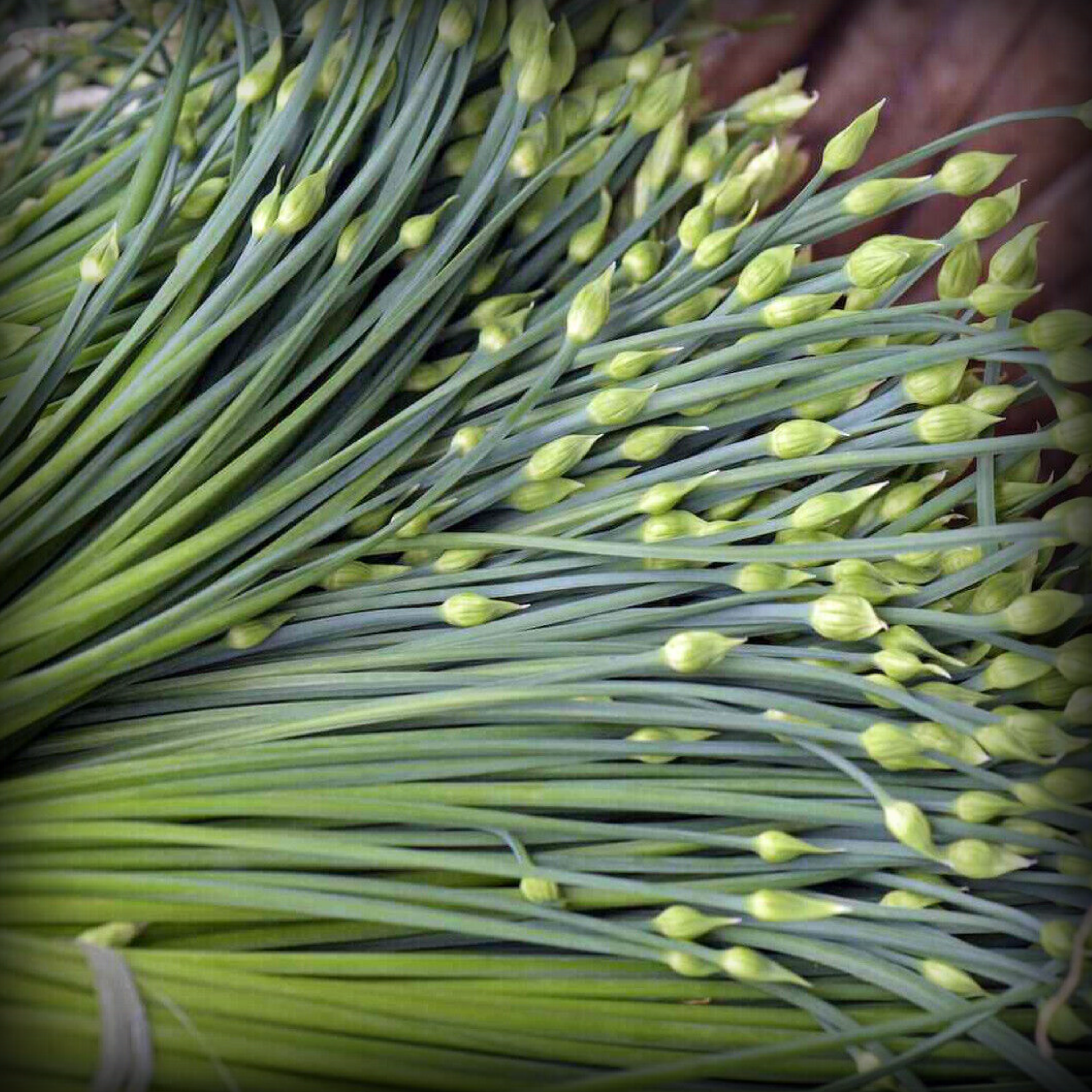 Garlic Chives Seeds - 50 Seeds