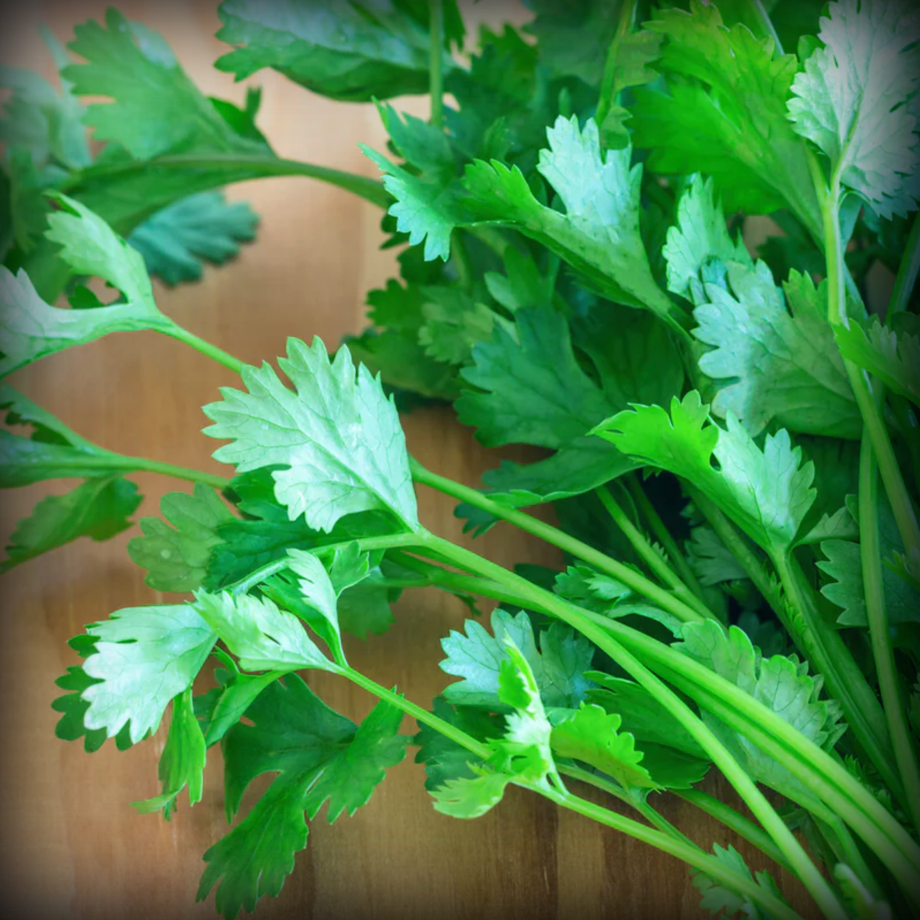 Coriander Seeds - 500 Seeds